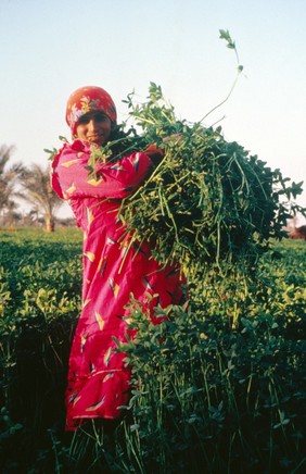 Helwan, Egypt; harvesting sweet clover