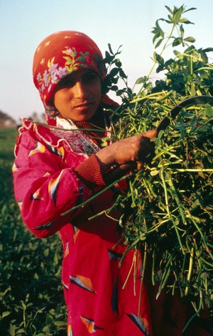 view Helwan, Egypt; harvesting sweet clover