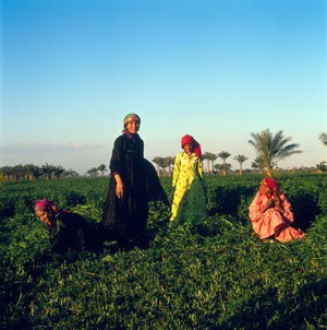 view Helwan, Egypt; harvesting sweet clover