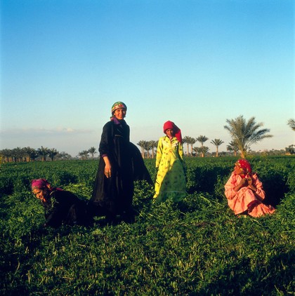 Helwan, Egypt; harvesting sweet clover