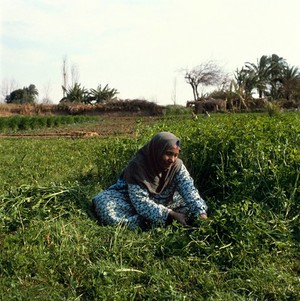view Helwan, Egypt; harvesting sweet clover