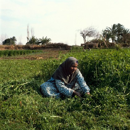 Helwan, Egypt; harvesting sweet clover
