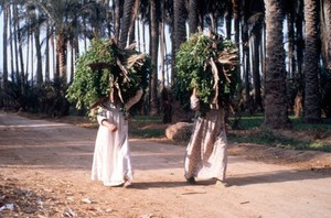 view Helwan, Egypt; women carrying sweet clover