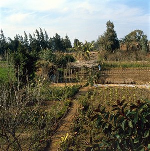 view Helwan, Egypt; farm cultivation