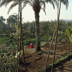 view Helwan, Egypt; farm cultivation