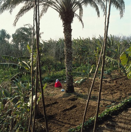 Helwan, Egypt; farm cultivation