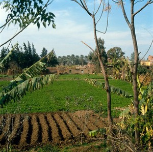 view Helwan, Egypt; smallholding growing sweet clover