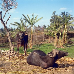 view Helwan, Egypt; water buffalo