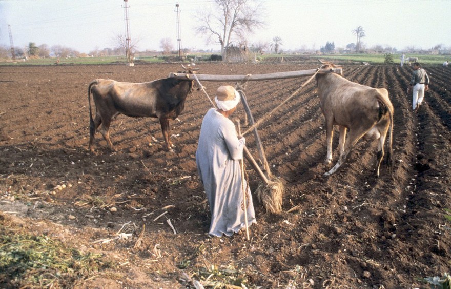 Helwan, Egypt; traditional ploughing with cattle. A small farmer using a wooden plough pulled by cattle. Although agricultural mechanisation accelerated during the 1980s, it remained limited. The main tasks undergoing mechanisation were ploughing, threshing, and water-pumping. Most tractors were privately owned, usually by large landowners. By 1990, however, there was a widespread private rental market and mechanical ploughing was becoming the norm. It was fairly unusual to see a field this size being hand ploughed. Photographed January 1990.