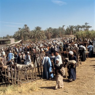 Luxor, Egypt; cattle and livestock market. Shows extent of market in N0022543C with many men, donkeys, goats and cattle. The two men in the foreground have just purchased goats. Photographed January 1990.