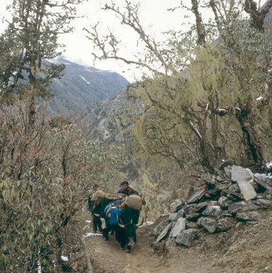 Nepal; yak transport in the Khumbu, 1986. Sherpas drive a pair of heavily laden yaks along a narrow path on the long climb from Lukla (altitude 2827 metres) to Namche Bazar (3446 metres), the main town in the Khumbu region. The yak is the beast of burden in the Khumbu as well as providing wool, milk, cheese and butter. Yak butter is burned in votive lamps and drunk in tea. The animals command a high price and are carefully nurtured by their owners.