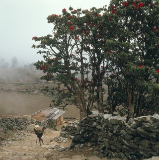 Nepal; foot transport in the Khumbu, 1986. A young Sherpa takes a 'breather' by resting his load on a walking staff. Sherpas carry enormously heavy loads on their backs and many of the raw materials and goods which move through the Khumbu are transported in this way. The tree on the right of the picture is a Rhododendron aboreum which grows to fifteen metres and bears the national flower of Nepal. Photographed near Lukla (altitude 28287 metres).