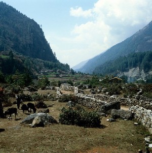 view Nepal; agriculture and subsistence in the Khumbu, 1986. Sherpa with young yak. The economic emphasis of the Khumbu is on animal husbandry, and the breeding and tending of yaks and cattle was an important occupation when this photograph was taken. Yaks command a good price. On walled, flat terraces, Sherpas cultivate their staple diet of potatoes, barley, buckwheat, and in lower areas, rice. In this picture, taken at altitude 2900 metres, the land sustains the commercial cultivation of medicinal herbs although increases in production are limited by environmental degradation, largely through soil erosion.