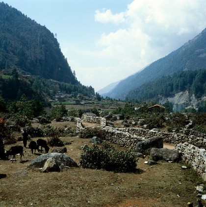 Nepal; agriculture and subsistence in the Khumbu, 1986. Sherpa with young yak. The economic emphasis of the Khumbu is on animal husbandry, and the breeding and tending of yaks and cattle was an important occupation when this photograph was taken. Yaks command a good price. On walled, flat terraces, Sherpas cultivate their staple diet of potatoes, barley, buckwheat, and in lower areas, rice. In this picture, taken at altitude 2900 metres, the land sustains the commercial cultivation of medicinal herbs although increases in production are limited by environmental degradation, largely through soil erosion.