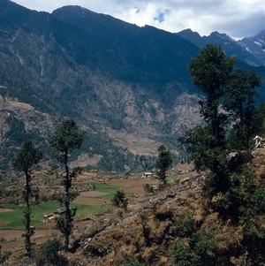 view Nepal; agriculture and subsistence in the Khumbu, 1986. Farmland on the lower slopes of the Himalayas (altitude 2900 metres). In the late 1980s, food grains contributed 76% of total crop production but production of milk, meat and fruit had not reached a point where nutritionally balanced food was available to most people. Staples (potatoes, barley, wheat) were occasionally augmented by green vegetables in the monsoon season (June-October), yak cheese and milk which was not consumed in large quantities, and fruit which was rare and expensive.