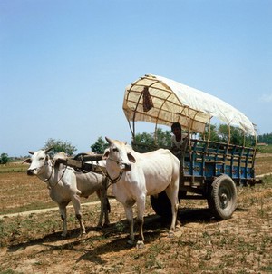 view Nepal; bullock cart in the Terai, Rapti Valley, 1986