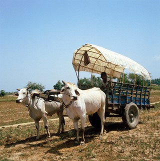 Nepal; bullock cart in the Terai, Rapti Valley, 1986