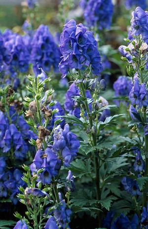 view Aconitum carmichaelii (Azure Monkshood)