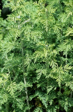 Artemisia afra