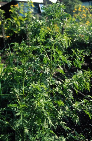 view Artemisia annua (Sweet wormwood)