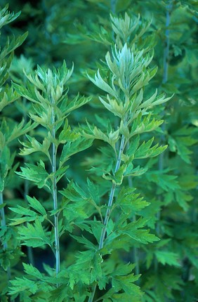 Artemisia argyi