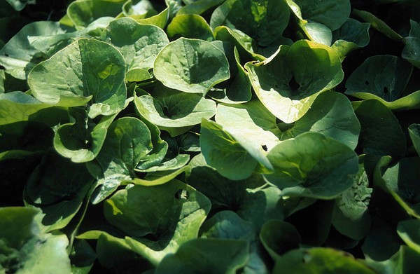 Asarum canadense (Wild ginger)