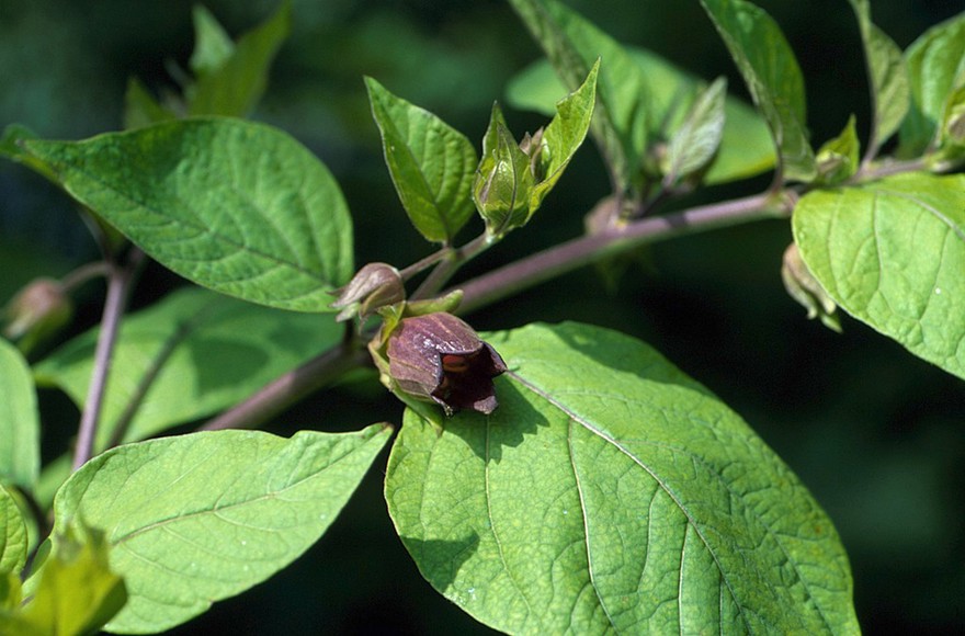 Atropa belladonna (Deadly nightshade)