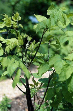 Aralia racemose (American Spikenard)