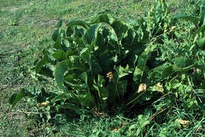 view Armoracia rusticana (Horseradish)