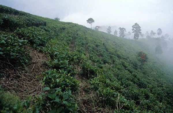 Camellia thea sinensis (Thea)