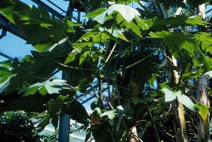 view Carica papaya (Papaya)