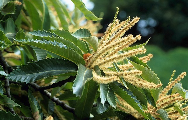 Castanea sativa (Sweet or Spanish chestnut)