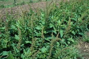 view Chenopodium bonus-henricus (Goosefoot)