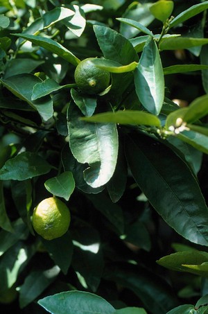 view Citrus aurantiifolia (Lime)