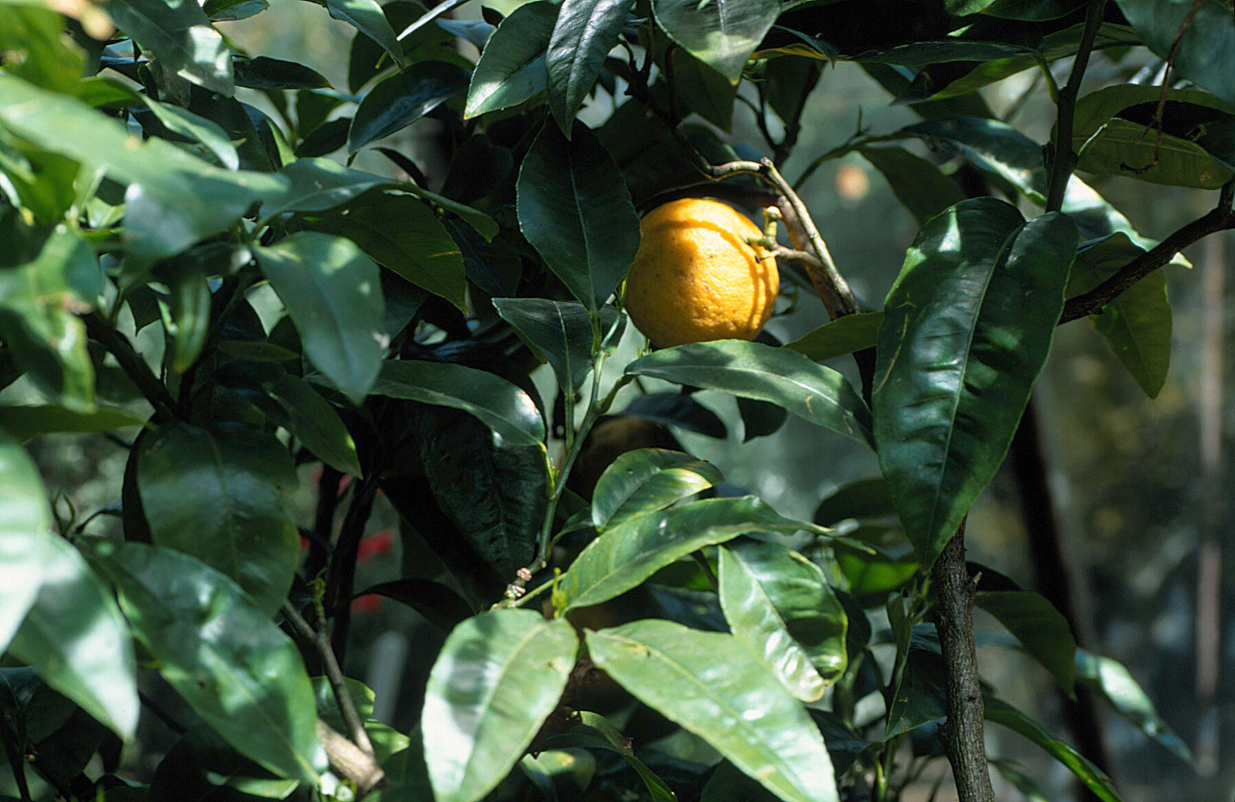 Citrus Bergamia Bergamot Orange Wellcome Collection
