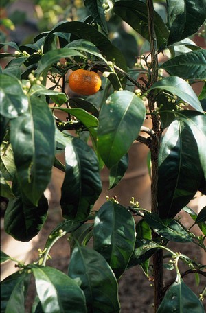 view Citrus nobilis deliciosa