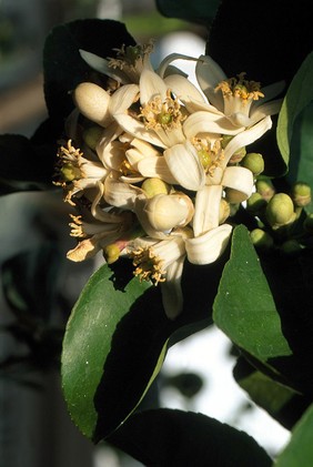 Citrus pondarosa