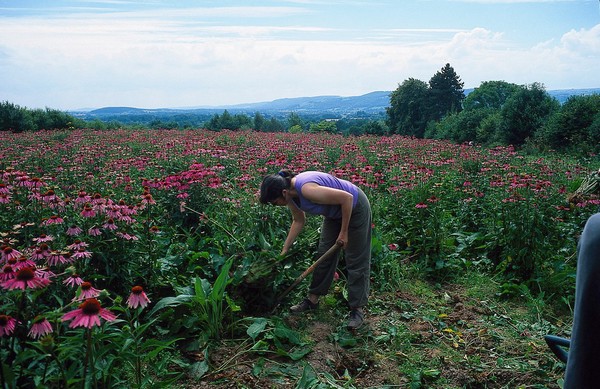 Echinacea harvest (Cone Flower)