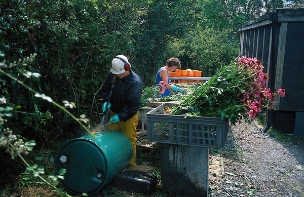 Echinacea harvest (Cone Flower)