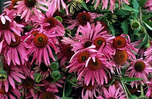 view Echinacea harvest (Cone Flower)