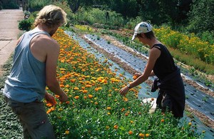 view Calendula officinalis (Marigold)