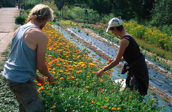 Calendula officinalis (Marigold)