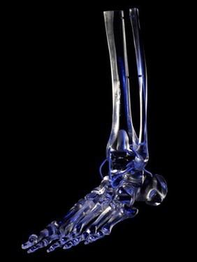 Glass model of the bones of the foot