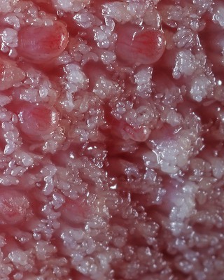 Human tongue