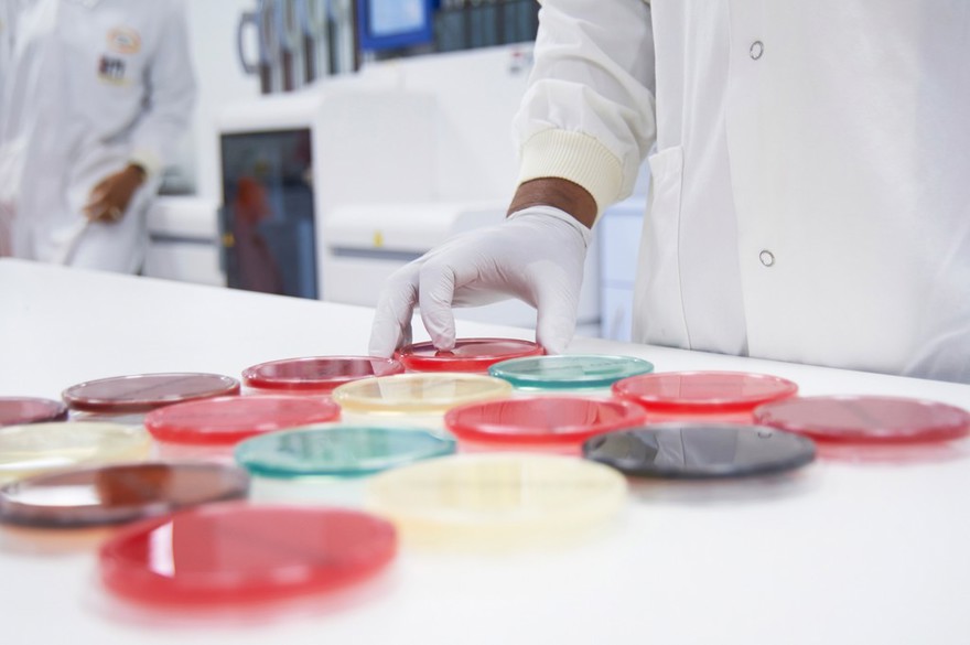 Culture plates in a laboratory