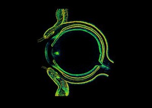 view OCT montage showing cross-section of a human eye.