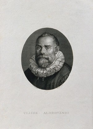 view Ulisse Aldrovandi. Line engraving by F. Rosaspina after himself.