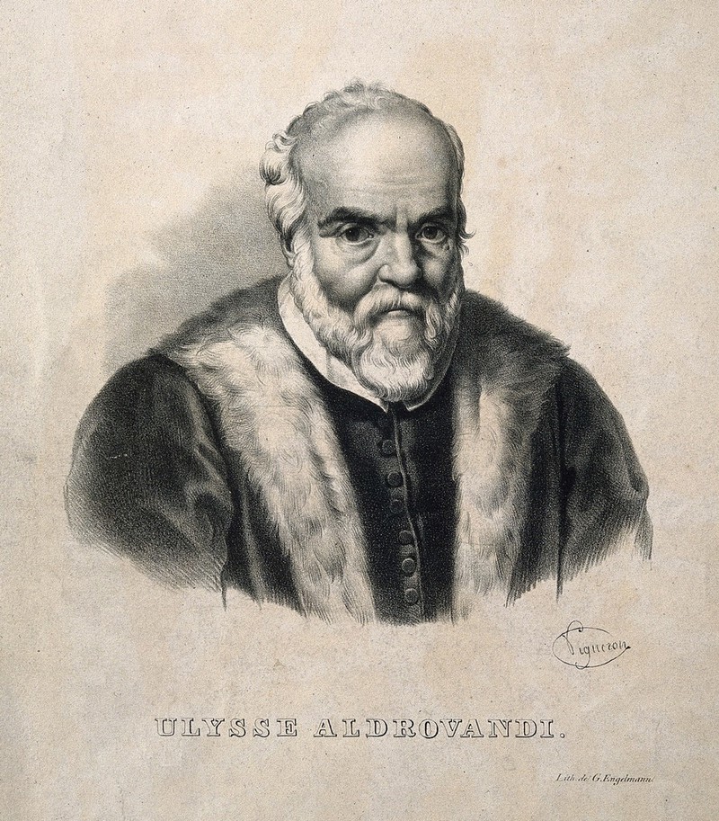 Ulisse Aldrovandi. Lithograph by P.R. Vignéron., 1820-1829, by Pierre-Roch Vigneron