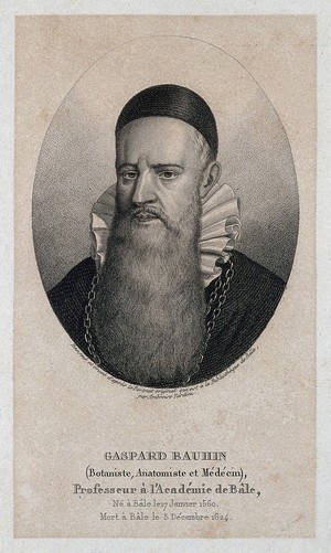 view Caspar Bauhin. Stipple engraving by A. Tardieu.