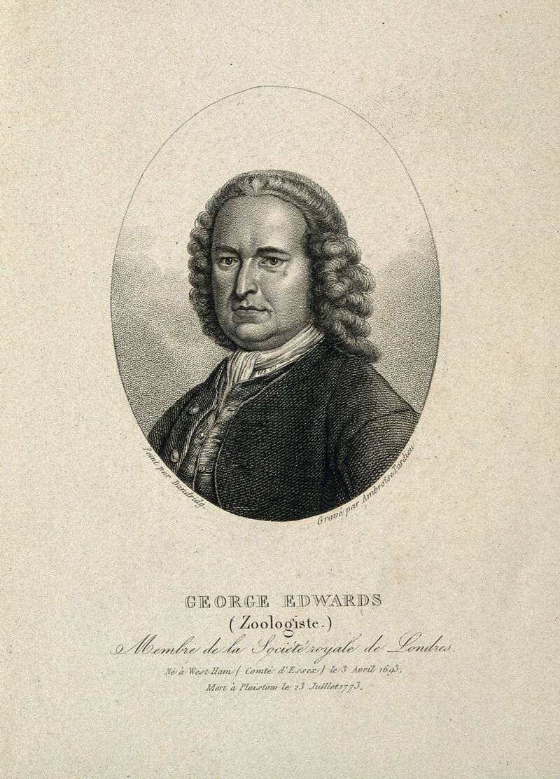George Edwards. Stipple engraving by A. Tardieu after B. Dandridge., by Bartholomew Dandridge
